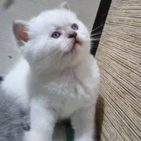 واگذاری گربه چشم آبی|گربه|سمنان, |دیوار