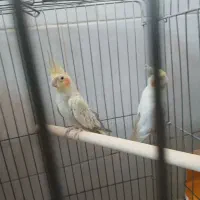 جفت عروس هلندی کارداده