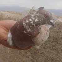 کبوتر پرشی و نقش