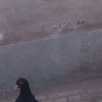 کفتر معاوضه با عروس هلندی مرغ مینا طوطی کوتوله و