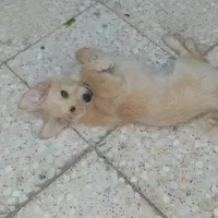 جی جی کوچولو
