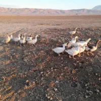 غاز****|حیوانات مزرعه|اسدآباد, |دیوار