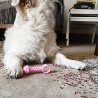 واگذاری سگ|سگ|شیراز, رکنآباد|دیوار