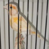 قناری ماده موزائیکی آماده