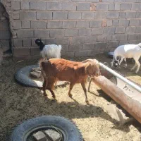 سه تا بز ابستن