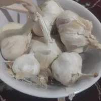 سیر تند درجه یک تویسرکان