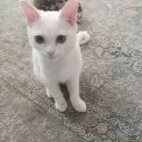 بچه گربه نژاد میکس پرشین و. /2500ق