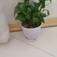 گل پتوس|گل و گیاه طبیعی|فردیس, منظریه|دیوار