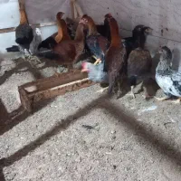 جوجه شوروه ای