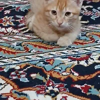 بچه گربه|گربه|تربت جام, پاسداران|دیوار