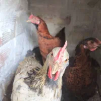 مرغ محلی تخمگذار و خروس محلی