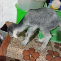 سلام کهره شیری نر خوب وسالم|حیوانات مزرعه|خورموج, |دیوار