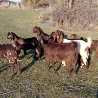 بز پاکستانی