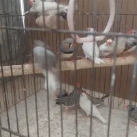 فنج مولد تعداد