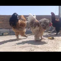 مرغ خروس گلین|حیوانات مزرعه|ابهر, |دیوار