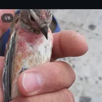 سینه سرخ درشت و کشیده نر بخون