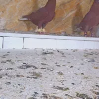 علی خلیلی|پرنده|مشهد, انصار|دیوار