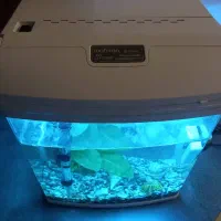 اکواریوم|ماهی|رشت, انصاری|دیوار