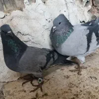 نروماده فیروزه ای|پرنده|خمینی‌شهر, |دیوار