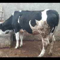 گوساله سیمیتال  تلیسه گوشتی