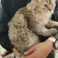 گربه اسکاتیش|گربه|سنندج, |دیوار