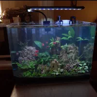آکواریوم گیاهی