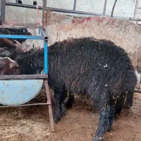 میش چاق . بره چاق .گوسفند