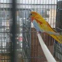 یک عدد طوطی نئوفما نر بالغ و کارداده