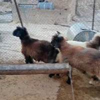 بره قوچی|حیوانات مزرعه|سوق, |دیوار