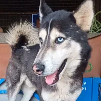 هاسکی نر باهوش