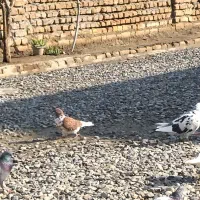 کبوتر خانگی|پرنده|گمیشان, |دیوار