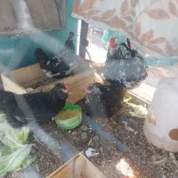 تخم مرغ نطفه دار گلین