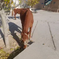 مادیان جوان|اسب و تجهیزات اسب‌سواری|آشخانه, |دیوار