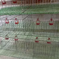 قفس بلدرچین و دستگاه جوجه کشی|لوازم جانبی حیوانات|آران و بیدگل, |دیوار