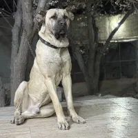 سگ سراب اصیل (فروشی نیست)