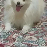 سگ پامر ماده|سگ|بندرعباس, |دیوار