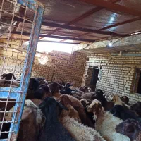 گوسفند مهربانی جوان بره دار|حیوانات مزرعه|زرین دشت (همدان), |دیوار