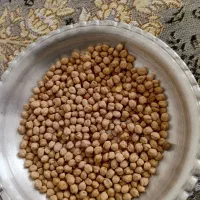 نخود امسالی