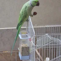 طوطی ملنگو نر