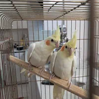 نر و ماده عروس هلندی لوتینو