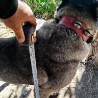 سگ سرابی|سگ|ساری, |دیوار