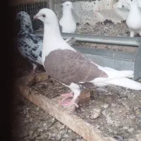 کبوتر|پرنده|برازجان, |دیوار