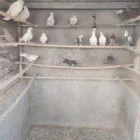 کبوتر نرماده