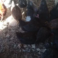 27عدد مرغ و2عدد غاز|حیوانات مزرعه|کوهرنگ, |دیوار