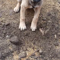 سگ اصل سرابی|سگ|عباسآباد, |دیوار