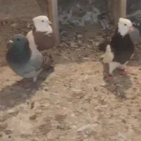 کبوتر پلاکی|پرنده|بندر گناوه, |دیوار