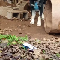 سگ هاسگی ژرمن دورگه نگهبان واقعی گیرنده|سگ|خشکبیجار, |دیوار