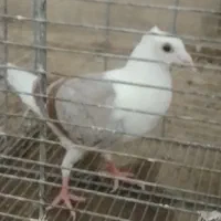کبوتر