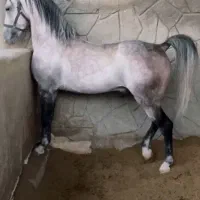 نریان کورد