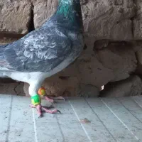 سوسکی آلمانی و جوونه زاغ فری